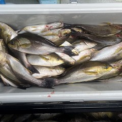 6月 26日（木）午前便・イサキ釣りの写真その10