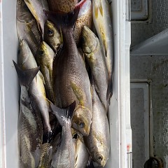 6月 26日（木）午前便・イサキ釣りの写真その11