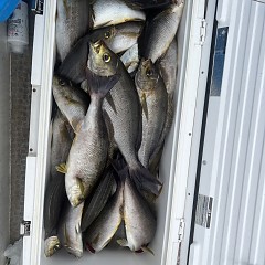6月 26日（木）午前便・イサキ釣りの写真その12