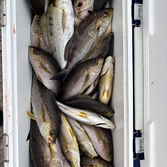 6月27日（金）午後便・イサキ釣りの写真その7