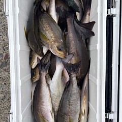 6月27日（金）午後便・イサキ釣りの写真その8