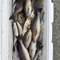 6月27日（金）午後便・イサキ釣りの写真その9