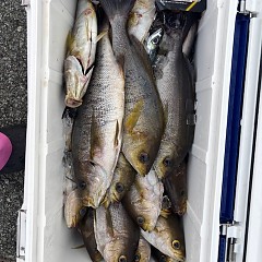 6月27日（金）午後便・イサキ釣りの写真その10