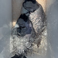 6月27日（金）午前便・イシダイ釣りの写真その6