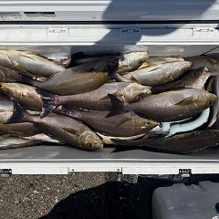 6月28日（土）午前便・イサキ釣りの写真その10