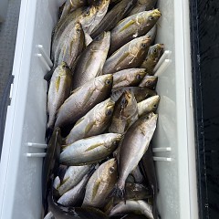 6月 28日（土）午後便・イサキ釣りの写真その8