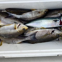 6月 28日（土）午後便・イサキ釣りの写真その12