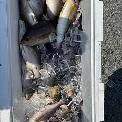 6月29日（日）午前便・午後便・イサキ釣りの写真その10
