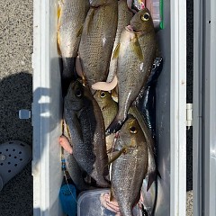 6月29日（日）午前便・午後便・イサキ釣りの写真その12