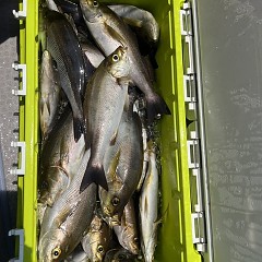 6月30日（月）午前便・イサキ釣りの写真その3