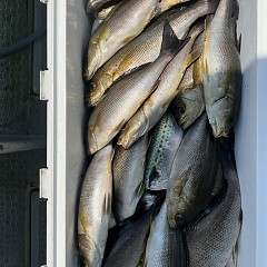 6月30日（月）午前便・イサキ釣りの写真その5