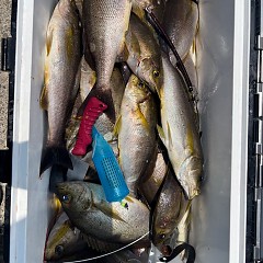 6月30日（月）午前便・イサキ釣りの写真その10