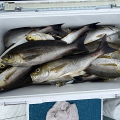 7月 2日（水）午前便・イサキ釣りの写真その8
