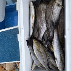 7月 2日（水）午前便・イサキ釣りの写真その11