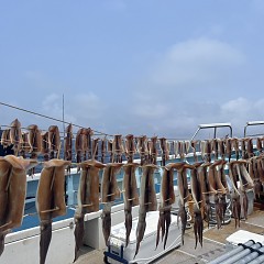 7月 3日（木）一日便・スルメイカ釣りの写真その9