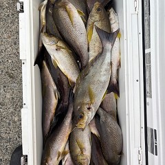 7月3日（木）午前・午後便・イサキ釣りの写真その7