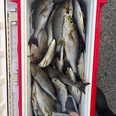 7月4日（金）午前・午後便・イサキ釣りの写真その6