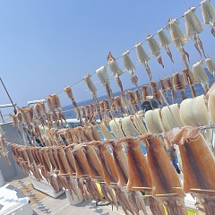 7月 5日（土）一日便・スルメイカ釣りの写真その10