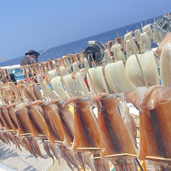7月 5日（土）一日便・スルメイカ釣りの写真その11