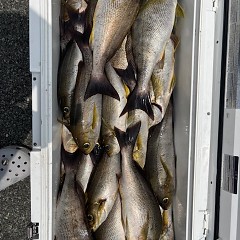 7月6日（日）午前・午後便・イサキ釣りの写真その9
