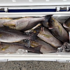 7月7日（月）午後便・イサキ釣りの写真その5