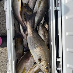 7月8日（火）午前便・イサキ釣りの写真その3