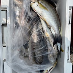 7月8日（火）午前便・イサキ釣りの写真その9