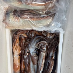 7月 9日（水）一日便・スルメイカ釣りの写真その7