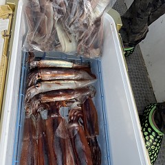 7月 9日（水）一日便・スルメイカ釣りの写真その8