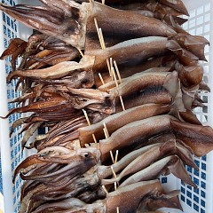 7月 9日（水）一日便・スルメイカ釣りの写真その9