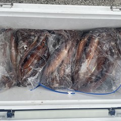 7月 11日（金）一日便・スルメイカ釣りの写真その1