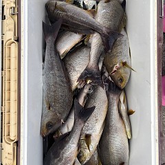 7月13日（日）午前便・イシダイ釣り・午後便・イサキ釣りの写真その7