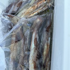 7月 19日（土）一日便・スルメイカ釣りの写真その12