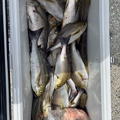 7月19日（土）午前・午後便・イサキ釣りの写真その2