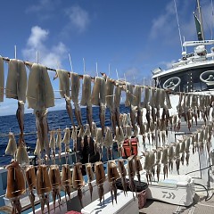 7月 20日（日）一日便・スルメイカ釣りの写真その8