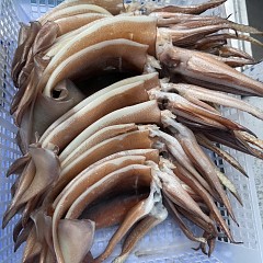 7月 20日（日）一日便・スルメイカ釣りの写真その12