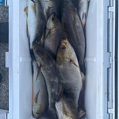 7月21日（月）午後便・イサキ釣りの写真その2