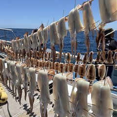 7月 22日（火）一日便・スルメイカ釣りの写真その9
