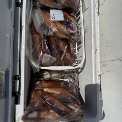 7月 23日（水）一日便・スルメイカ釣りの写真その12