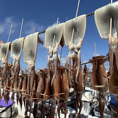 7月 26日（土）一日便・スルメイカ釣りの写真その8