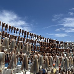 7月 27日（日）一日便・スルメイカ釣りの写真その5