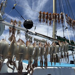 7月 27日（日）一日便・スルメイカ釣りの写真その6