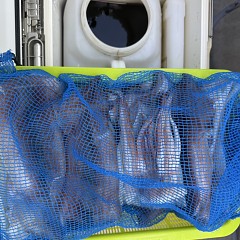 7月 27日（日）一日便・スルメイカ釣りの写真その12