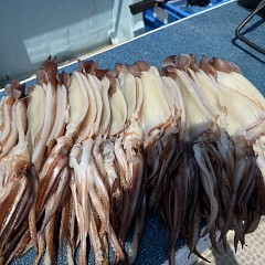 7月 30日（水）一日便・スルメイカ釣りの写真その2