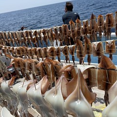 8月 3日（日）一日便・スルメイカ釣りの写真その5