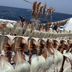 8月 4日（月）一日便・スルメイカ釣りの写真その7