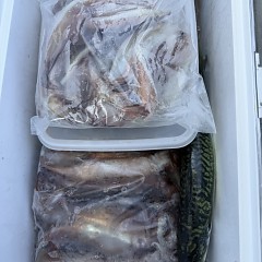 8月 6日（水）一日便・スルメイカ釣りの写真その12