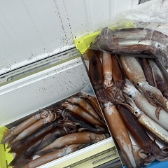 8月 7日（木）一日便・スルメイカ釣りの写真その7