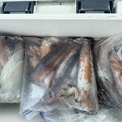8月 7日（木）一日便・スルメイカ釣りの写真その8