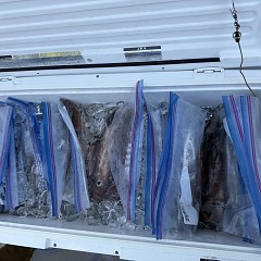 8月 8日（金）一日便・スルメイカ釣りの写真その7
